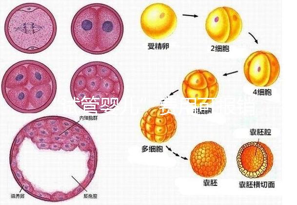 “試管嬰兒”費用可報銷！11月1日起，患者可在柳人醫享受新政迎“好孕”