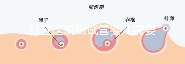 私立醫(yī)院做試管嬰兒需要多少錢費(fèi)用