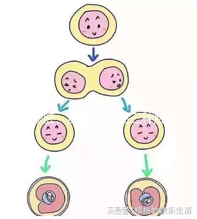 凍胚、鮮胚、囊胚三種胚胎移植方式如何選？身體會給你答案