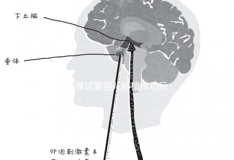 分享試管嬰兒移植成功后1～14天最真實的感受