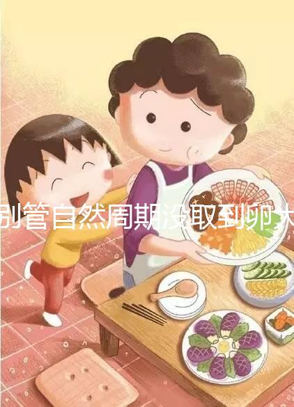 別管自然周期沒取到卵大夫當時會不會說了，沒通知這么辦