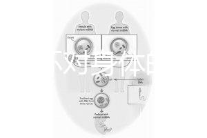 揭秘上環(huán)對身體的5大壞處，女人別再無知了