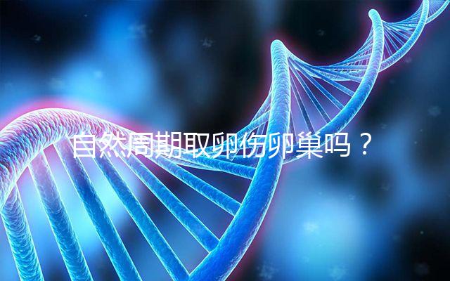 自然周期取卵傷卵巢嗎？對女性的這3大影響不能忽視