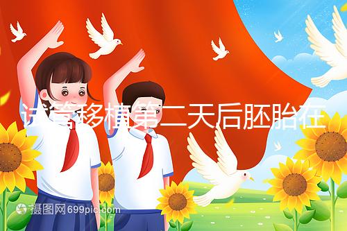 試管移植第二天后胚胎在干嘛！子宮內(nèi)游走居無定所