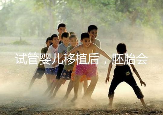 試管嬰兒移植后，胚胎會在子宮中經(jīng)歷哪些變化？