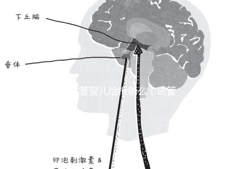 試管嬰兒給報銷么（試管嬰兒給報銷嗎）