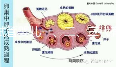 試管嬰兒一、二、三代有什么區(qū)別